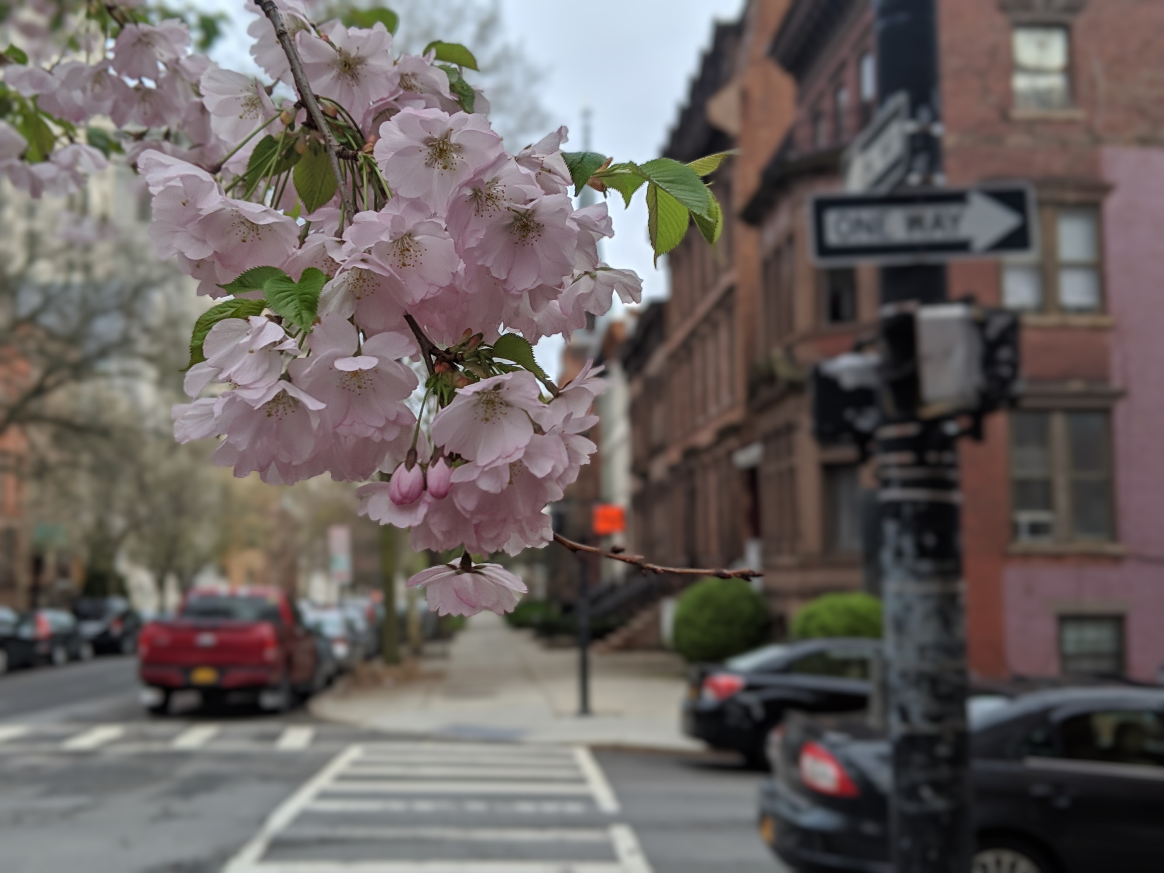 Cherry blossom branch in foreground with Brooklyn street behind
