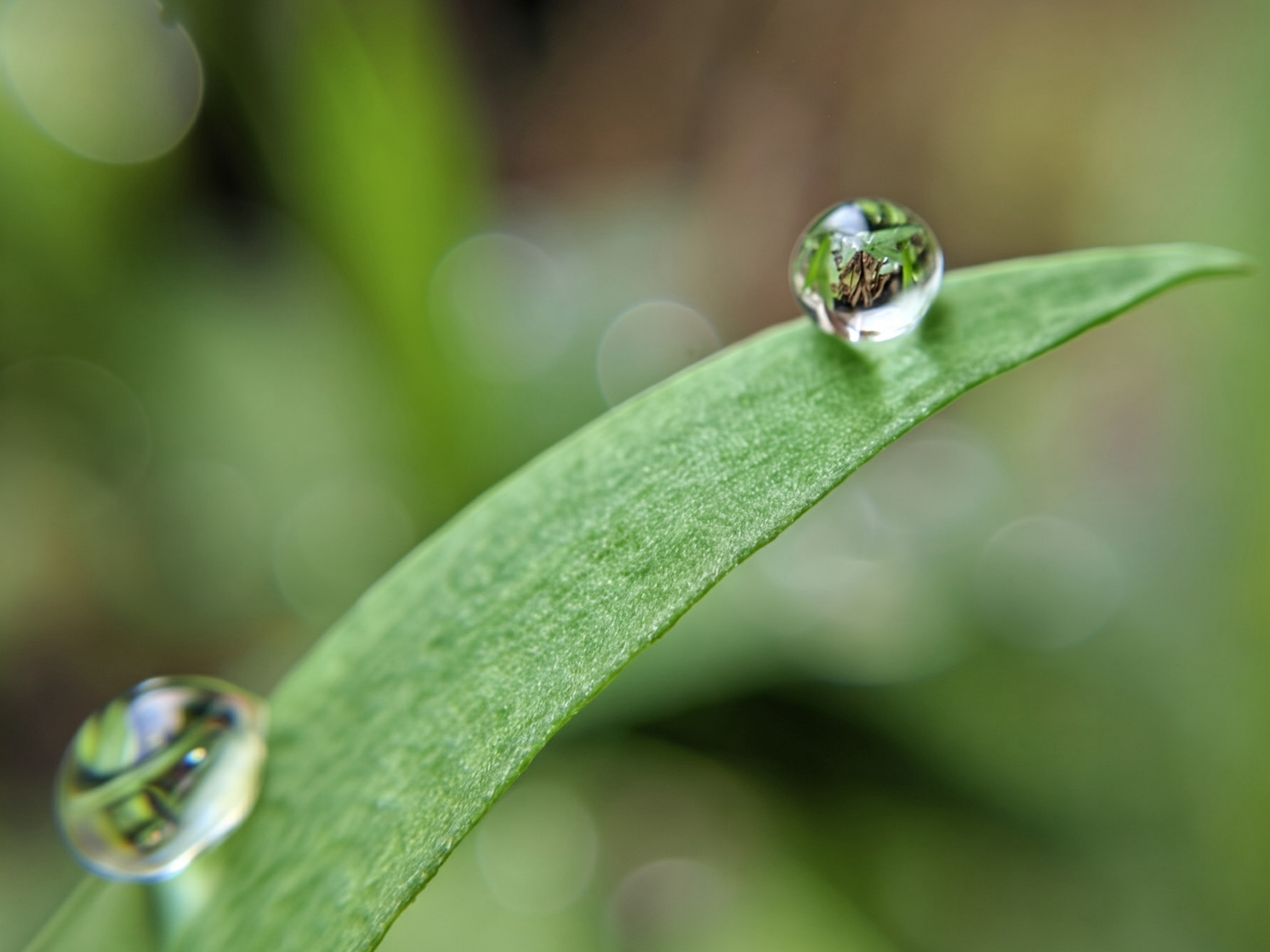 Two water droplets on a green leaf reflecting surroundings